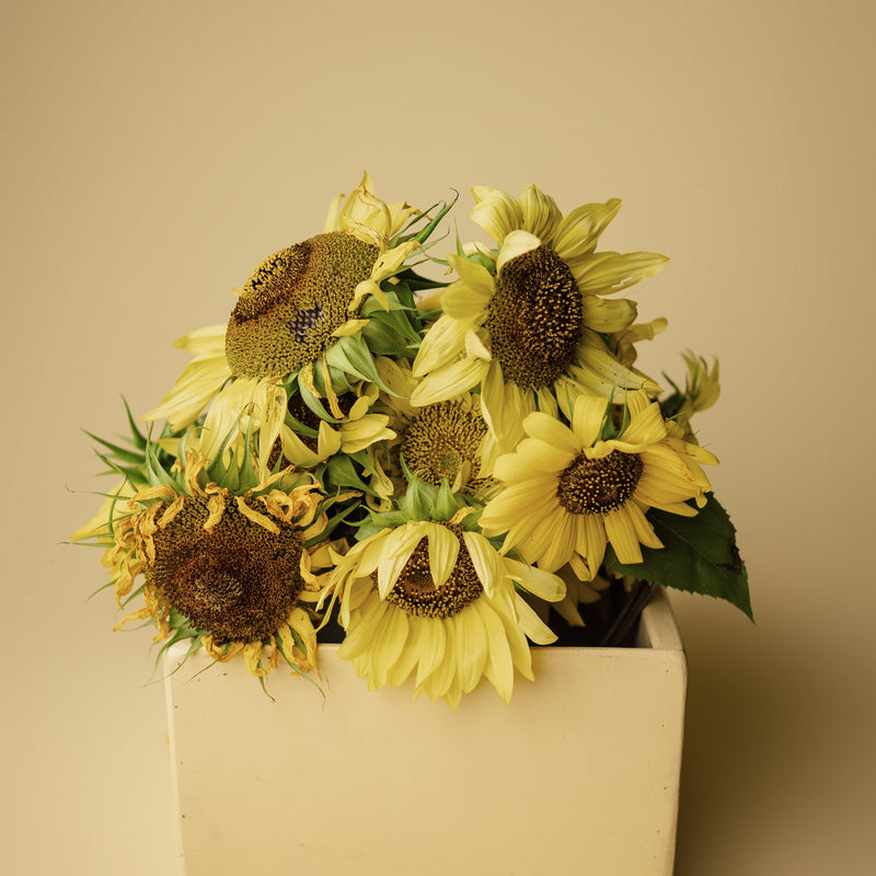 Lemon Queen Sunflower
