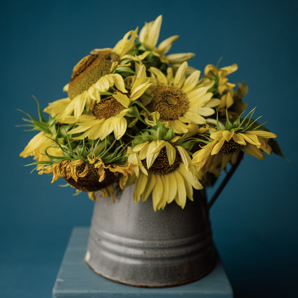 Lemon Queen Sunflower