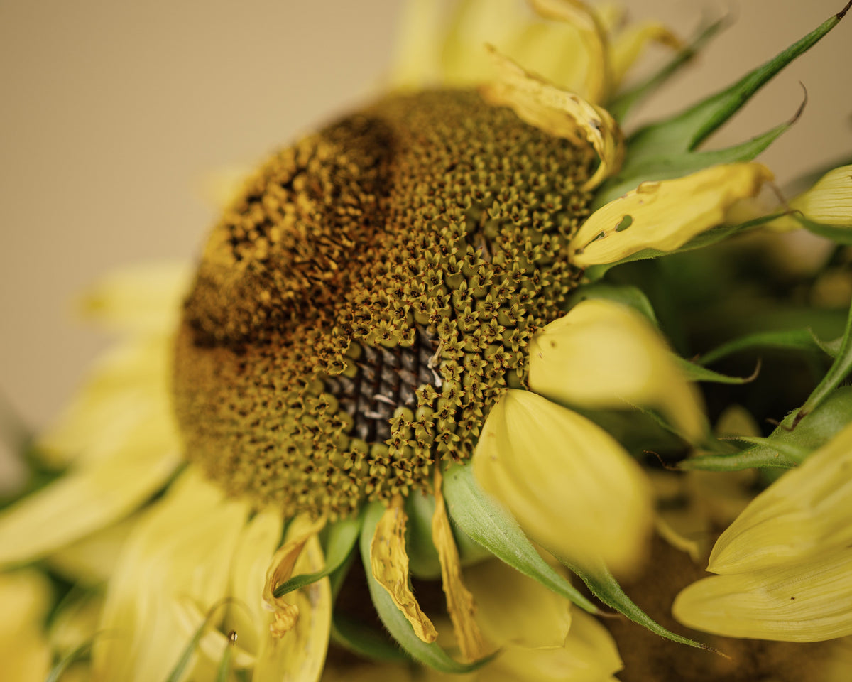 Lemon Queen Sunflower