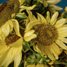 Lemon Queen Sunflower