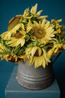 Lemon Queen Sunflower