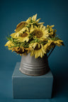 Lemon Queen Sunflower