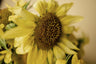 Lemon Queen Sunflower