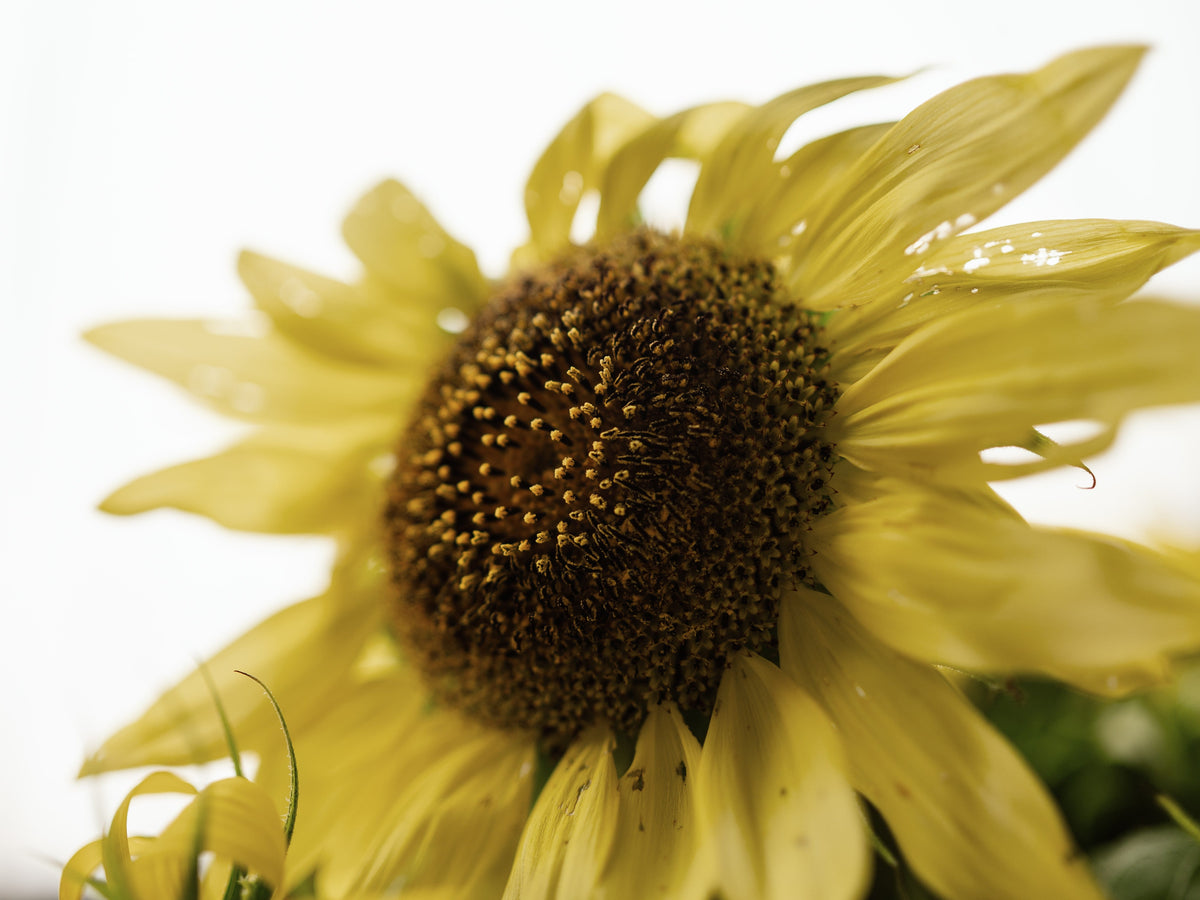 Lemon Queen Sunflower