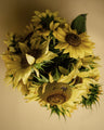 Lemon Queen Sunflower