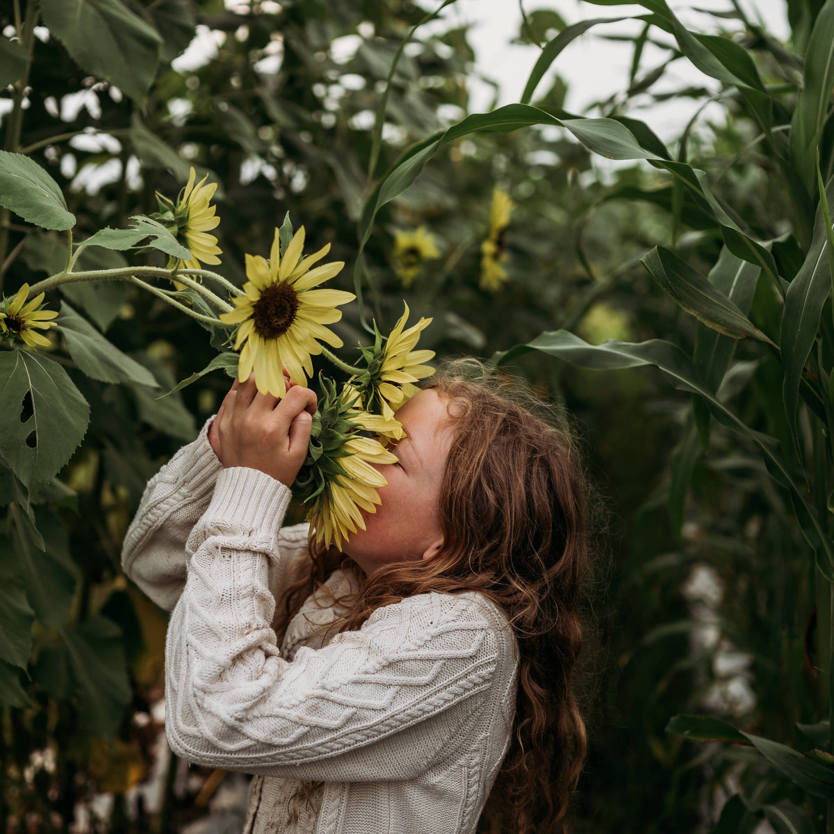 Lemon Queen Sunflower