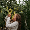 Lemon Queen Sunflower