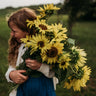 Lemon Queen Sunflower