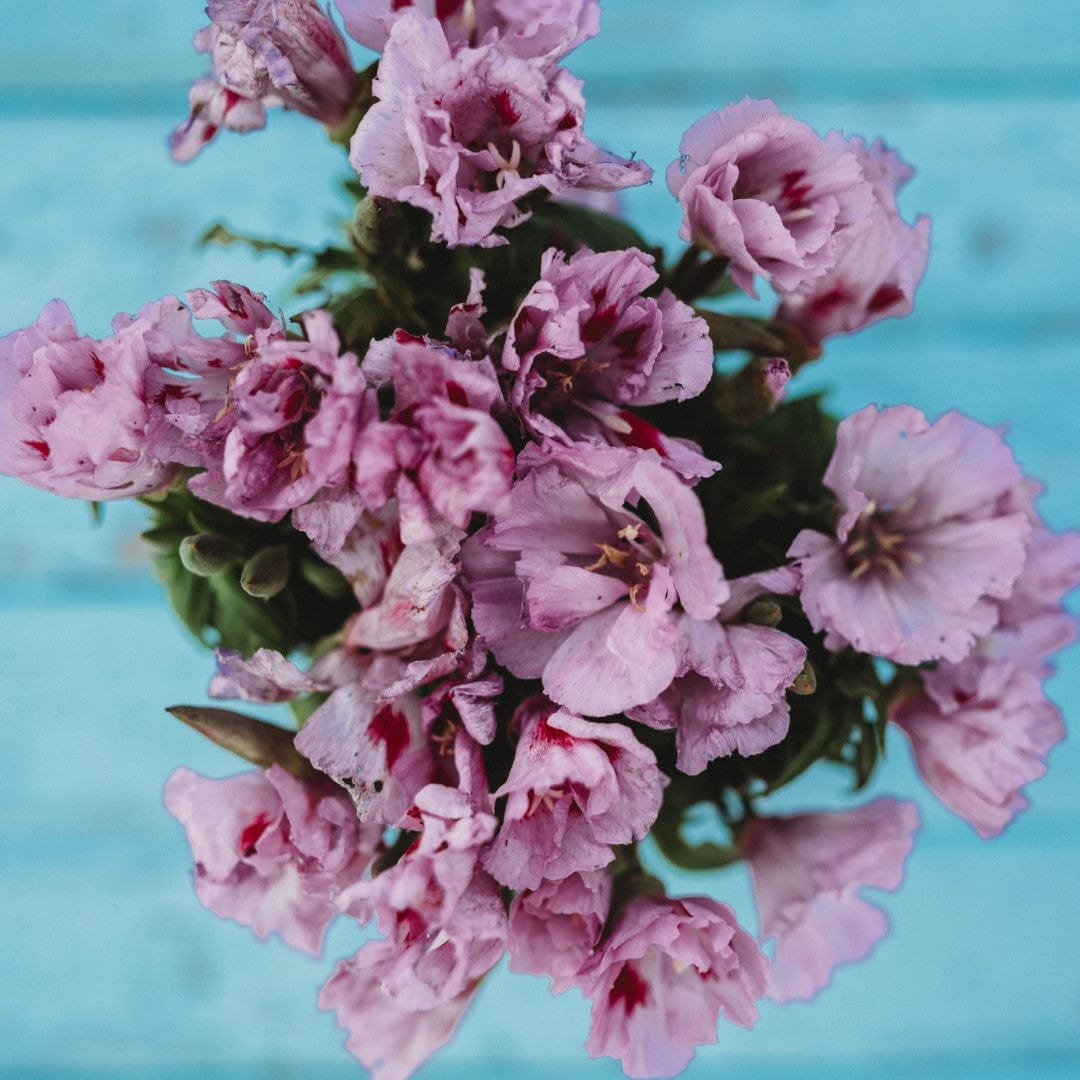 Lilac Godetia