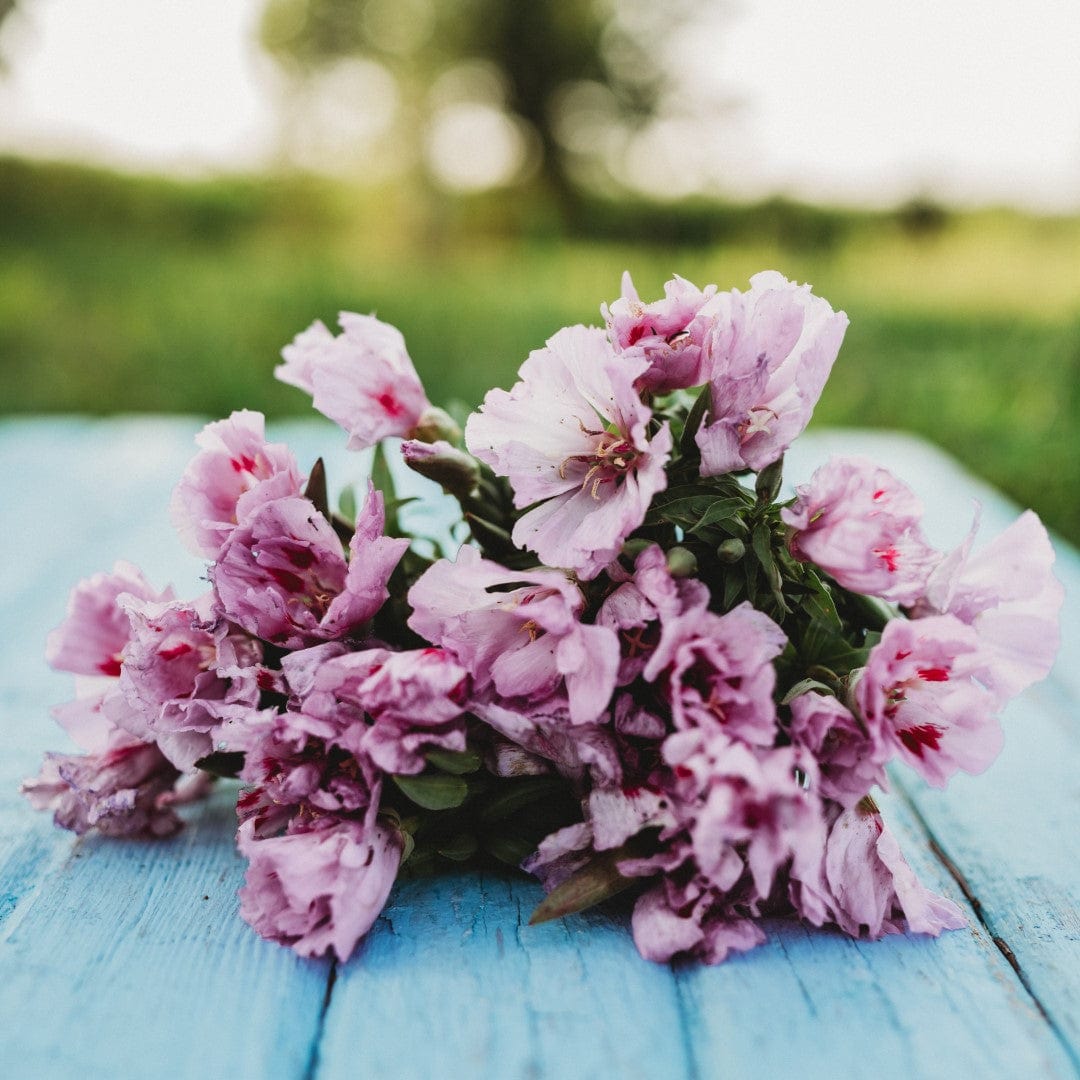 Lilac Godetia