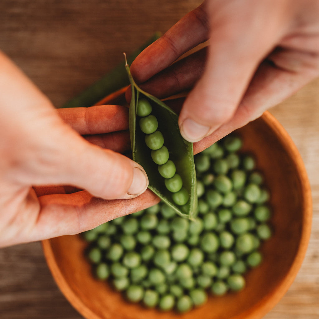 Lincoln aka Homesteader Seeds