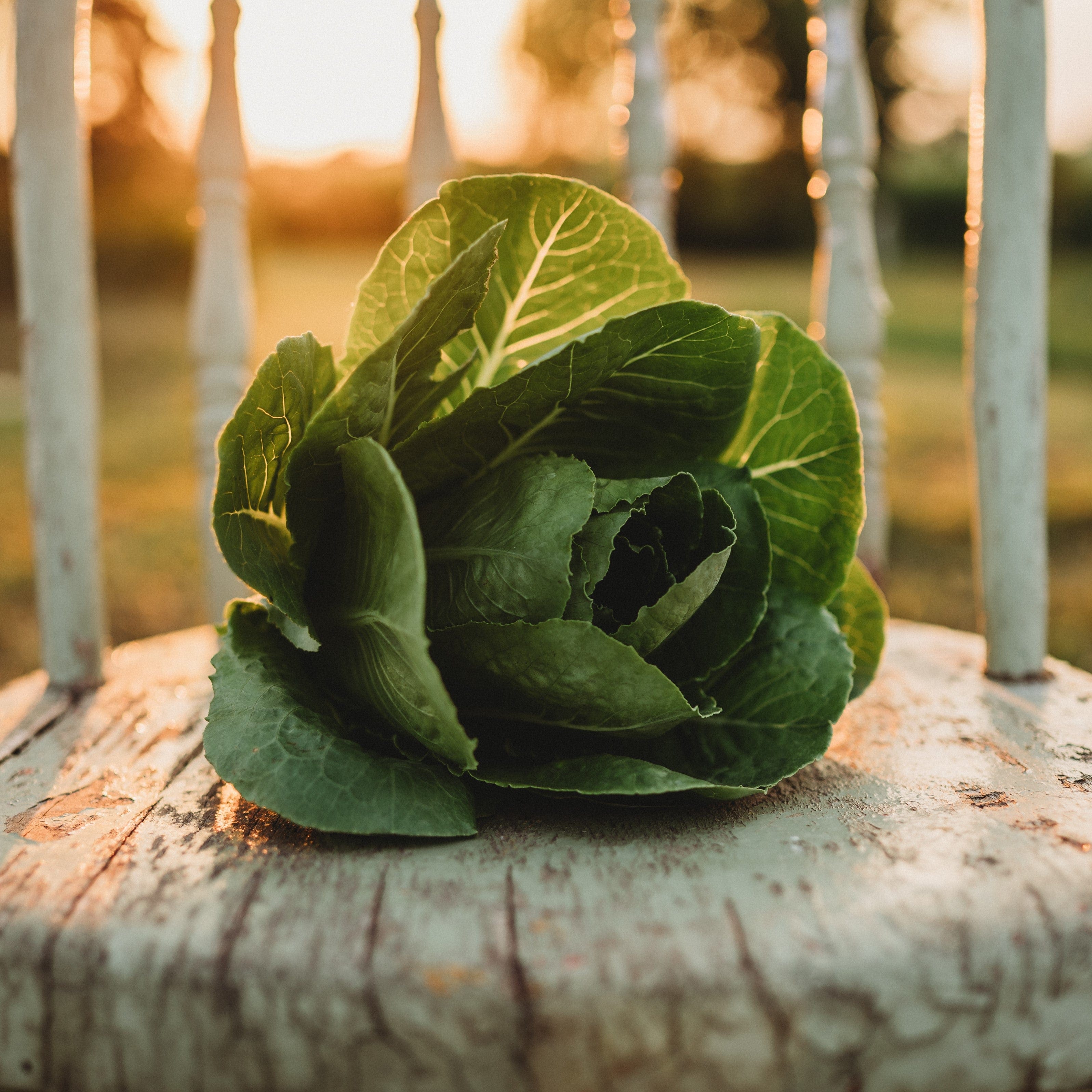 Thresh Seed Co. Little Caesar Romaine Lettuce - Thumbnail 3