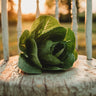 Little Caesar Lettuce