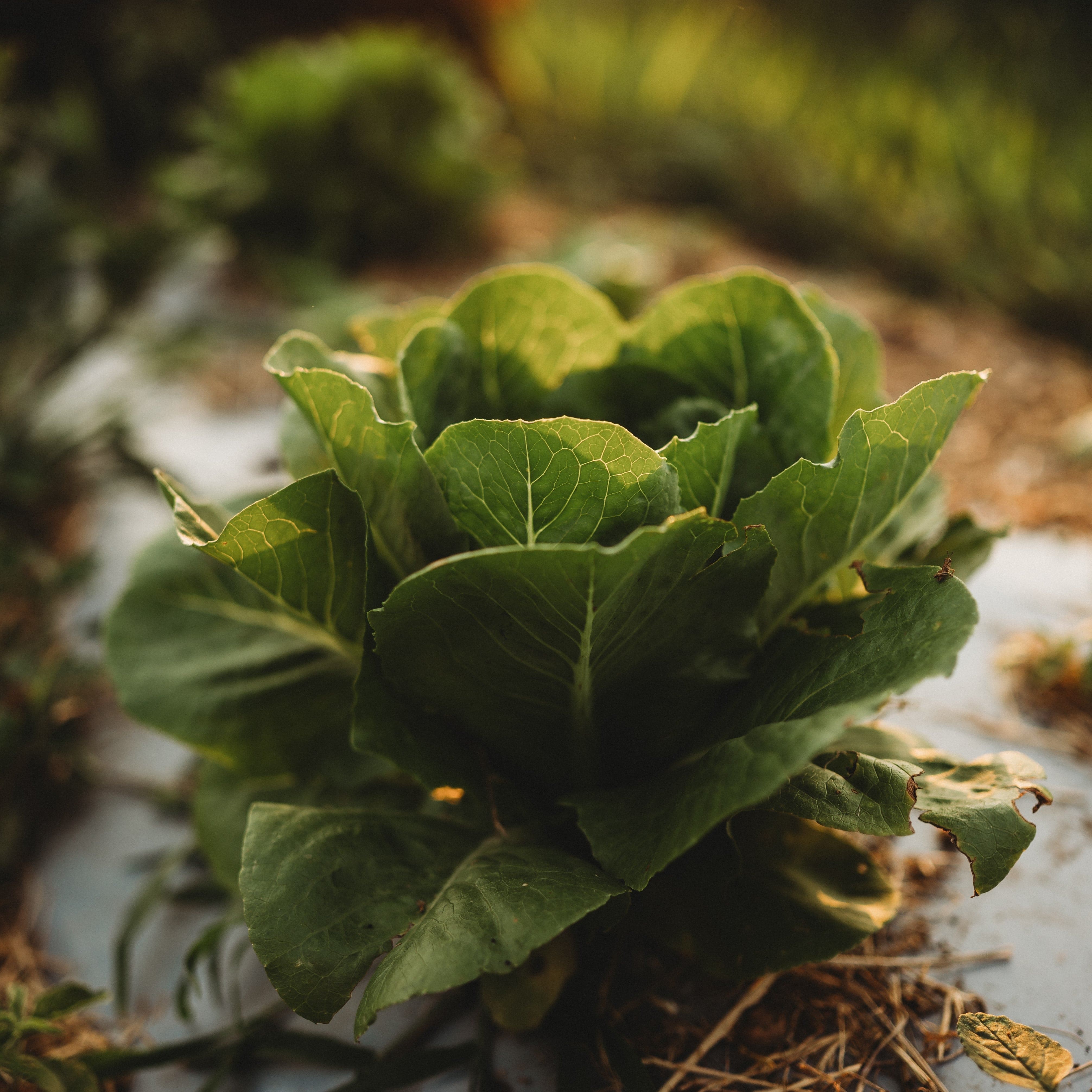 Thresh Seed Co. Little Caesar Romaine Lettuce