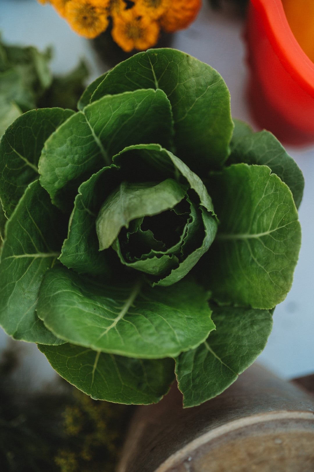 Thresh Seed Co. Little Caesar Romaine Lettuce - Thumbnail 2