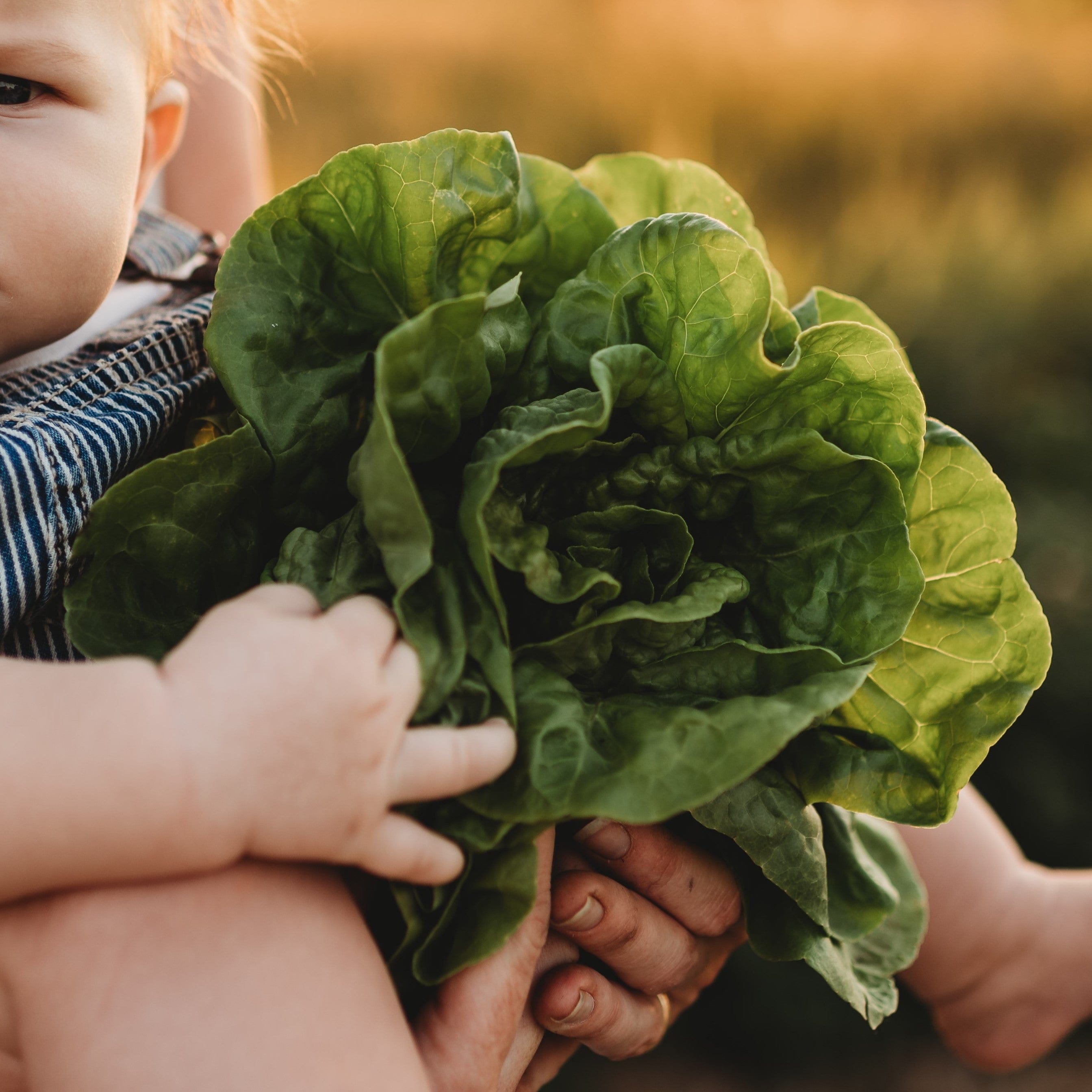 Little Gem Romaine Lettuce Seeds