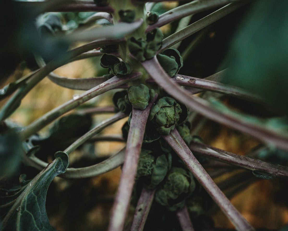 Long Island Improved Brussels Sprouts