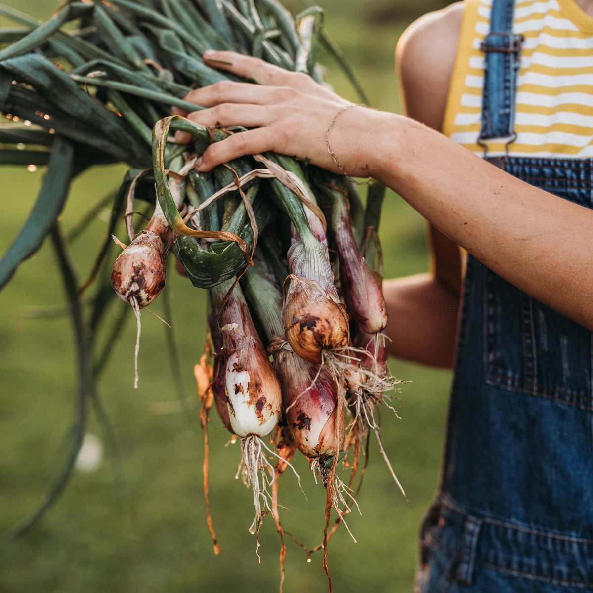 Long Red Florence Onion