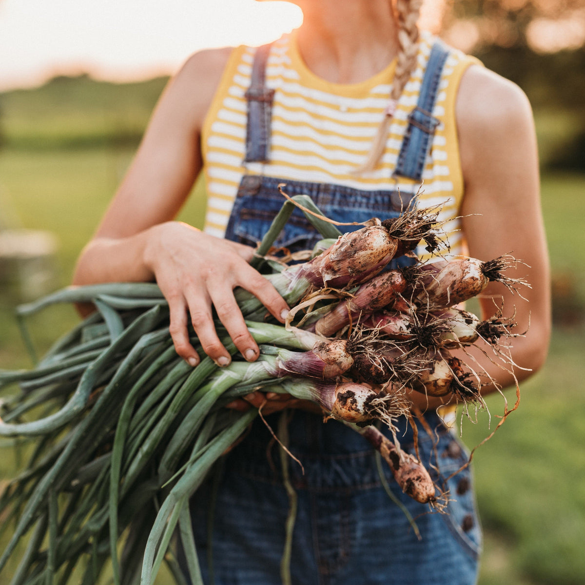 Long Red Florence Onion
