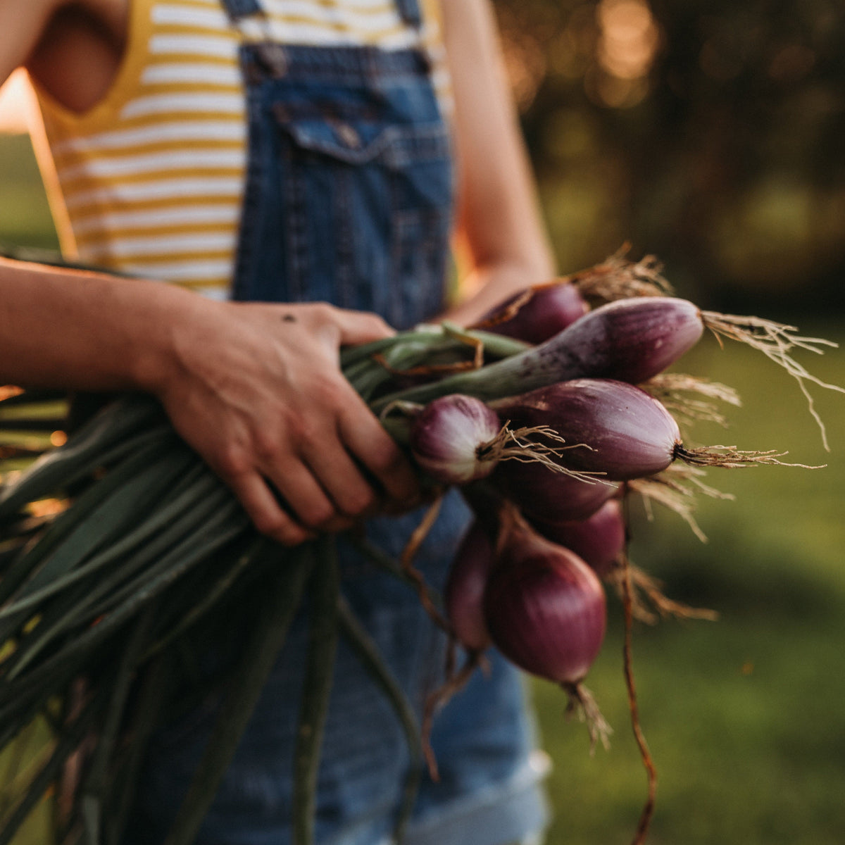 Long Red Florence Onion