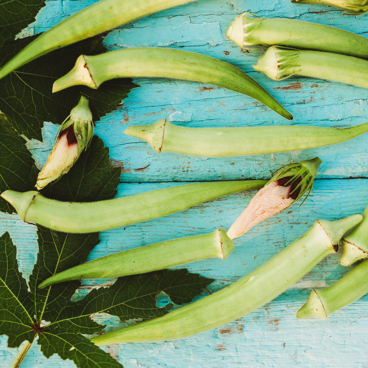 Louisiana White Velvet Okra