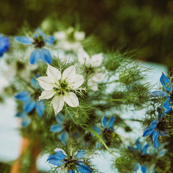 love in a mist seeds planting Love-in-a-mist