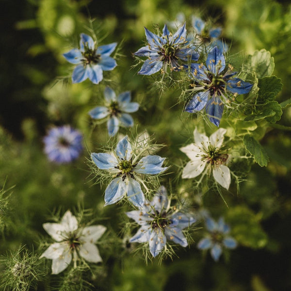 Love-in-a-mist flower