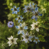 Love-in-a-mist