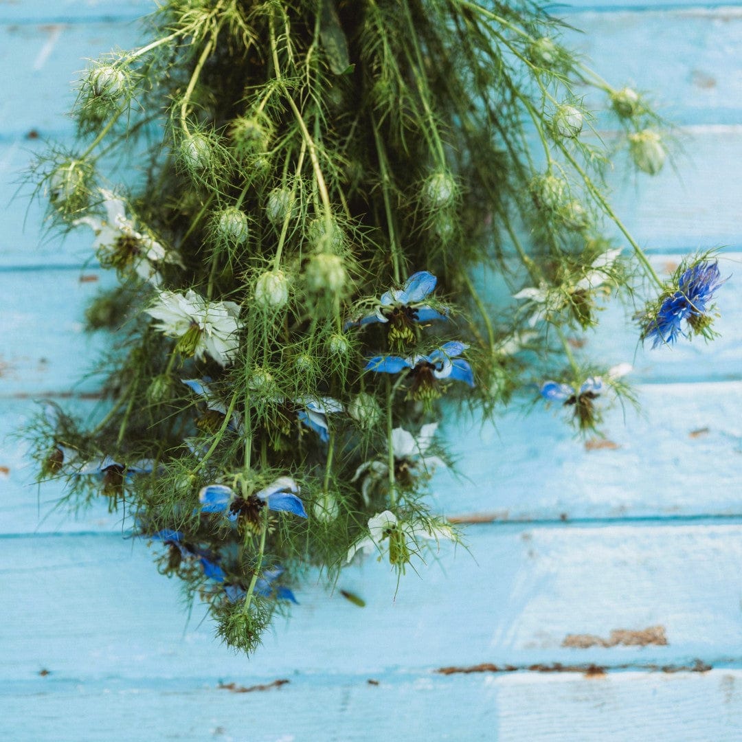 Love-in-a-mist