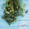 Love-in-a-mist