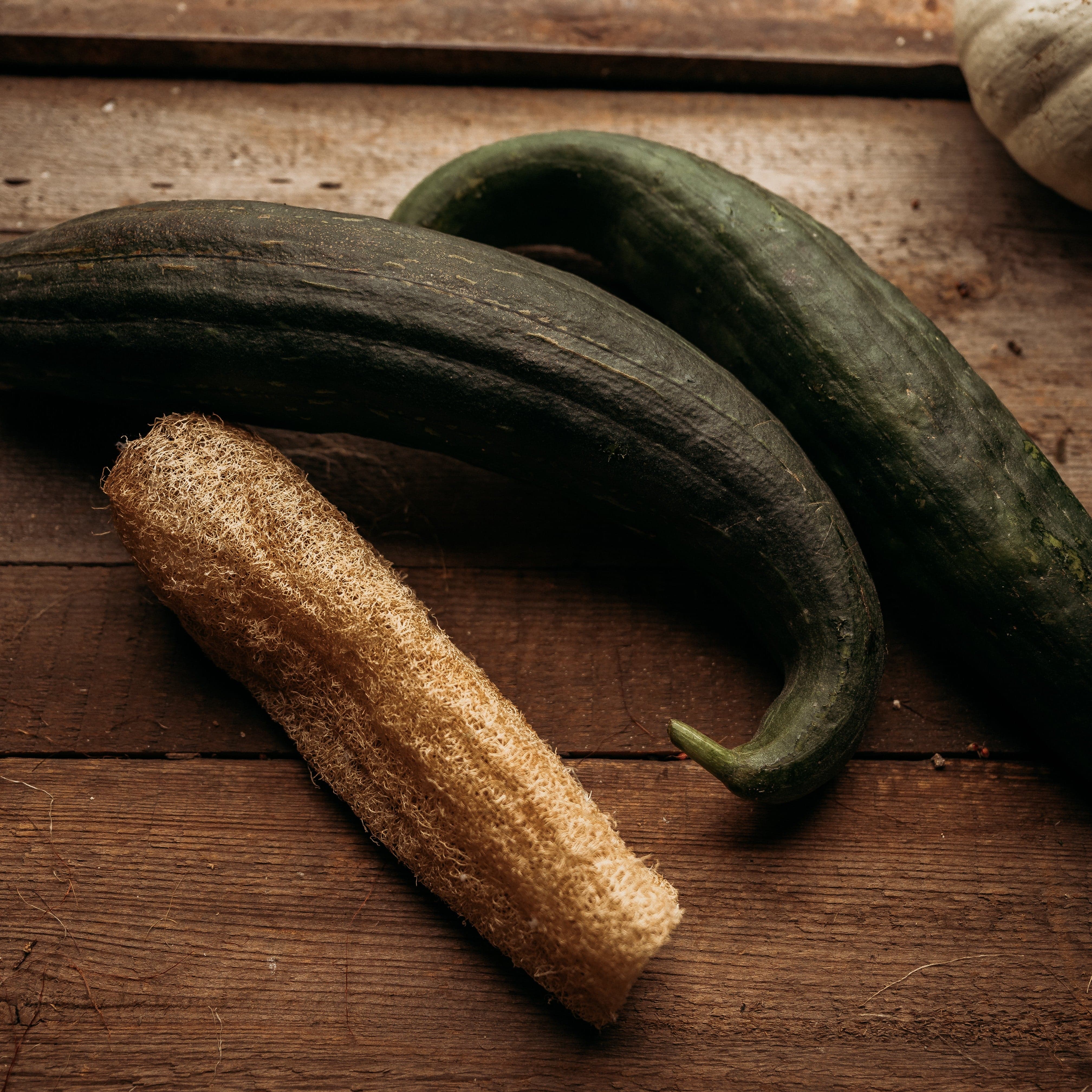 Thresh Seed Co. Luffa Gourd