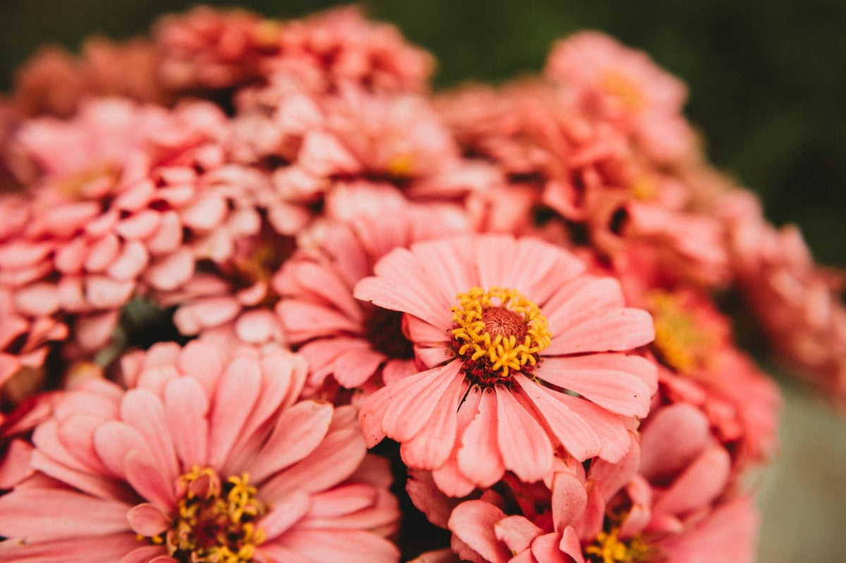 Luminosa Zinnia