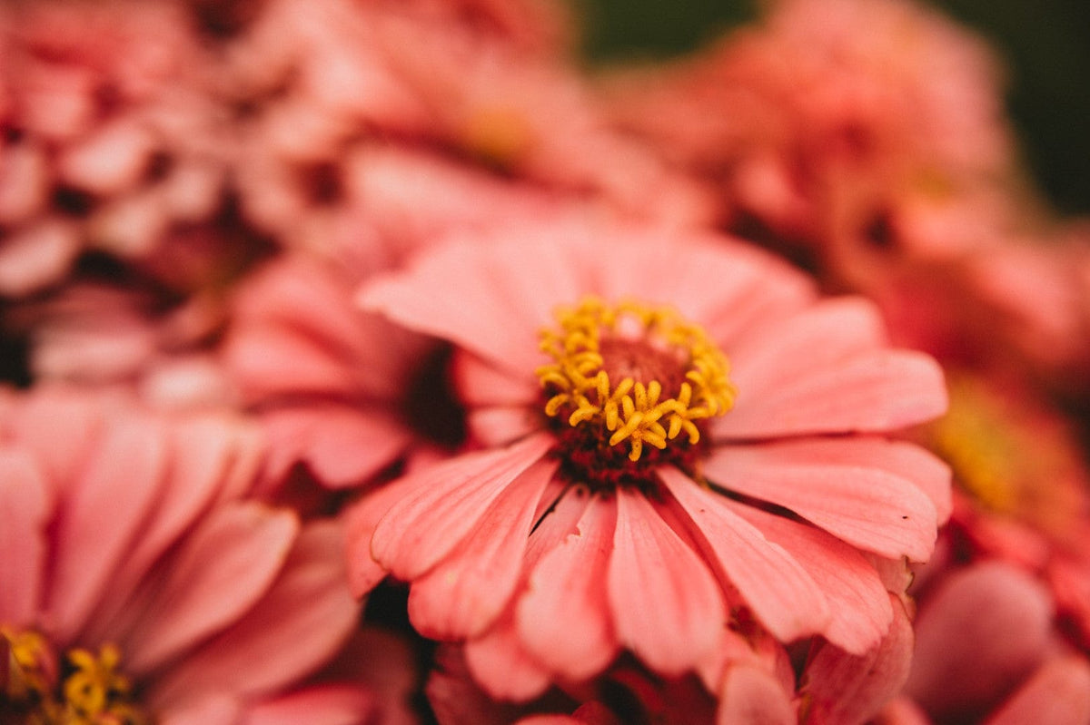 Luminosa Zinnia