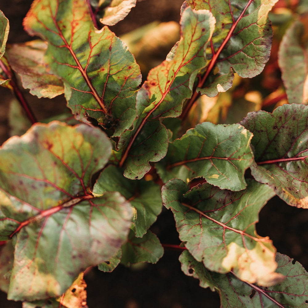 MacGregor's Favorite Bunching Beet