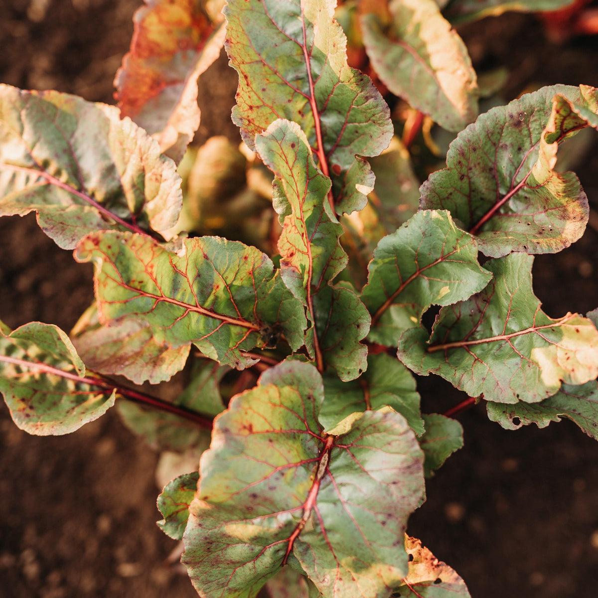 MacGregor&#39;s Favorite Bunching Beet