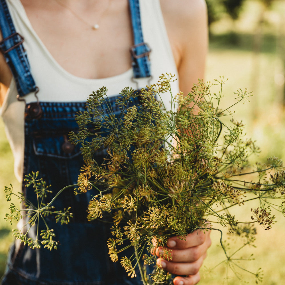 Mammoth Long Island Dill