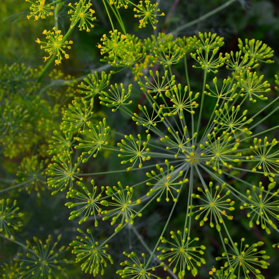 Mammoth Long Island Dill Seeds