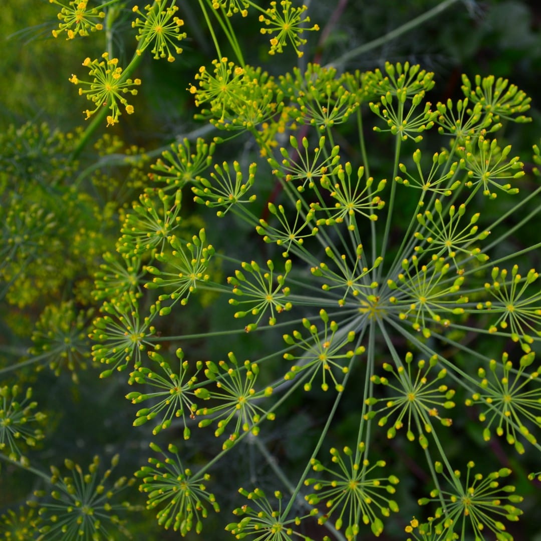 Mammoth Long Island Dill