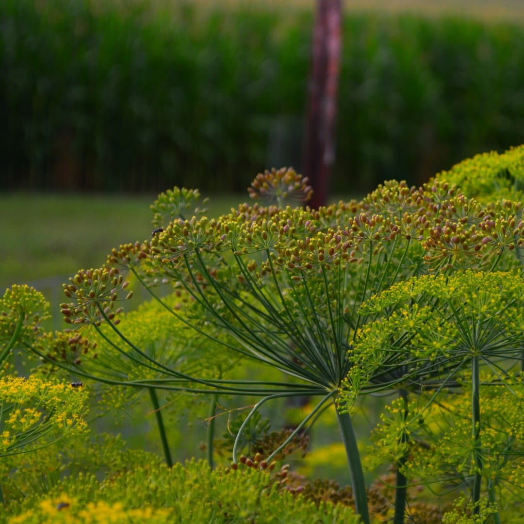 Mammoth Long Island Dill Seeds