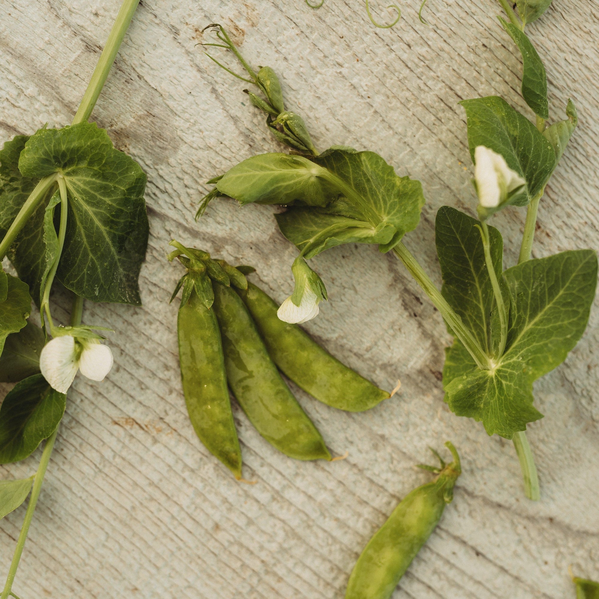 snow pea seeds for planting Mammoth Melting Sugar Pea, 4oz Bulk (~540 Seeds)