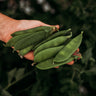 Mammoth Melting Sugar Pea