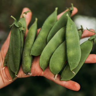 Mammoth Melting Sugar Pea