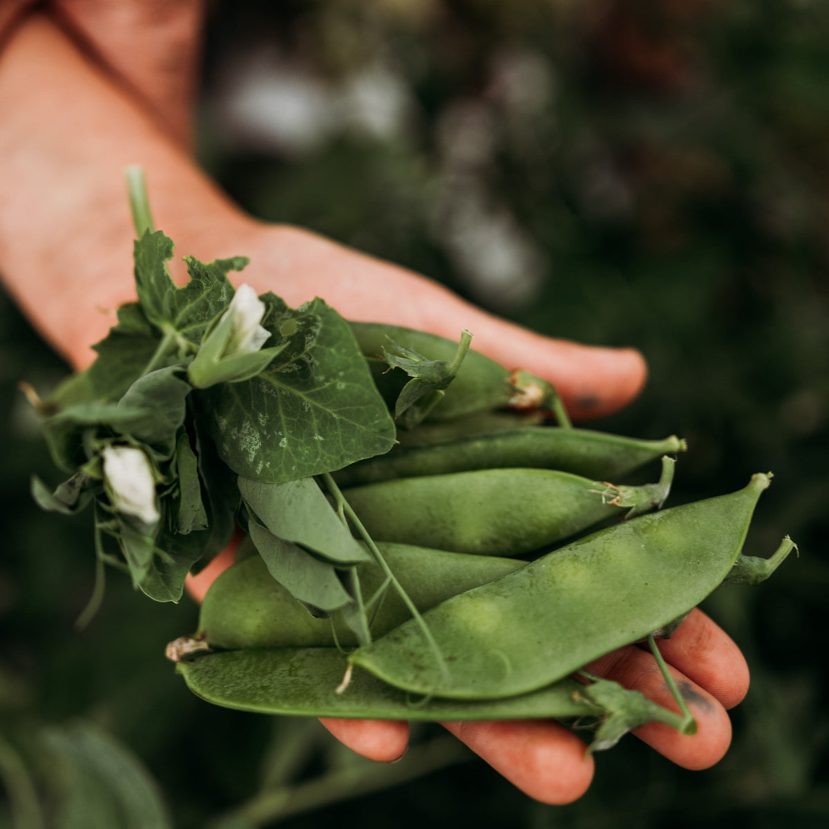 Mammoth Melting Sugar Pea