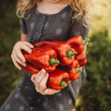 Marconi Red Sweet Pepper