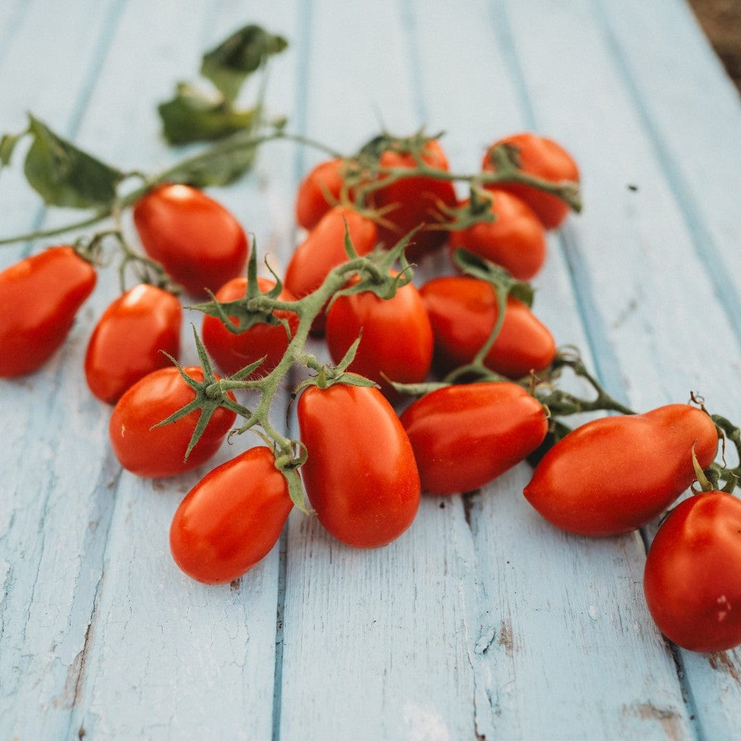 Martino&#39;s Roma Heirloom Sauce Tomato