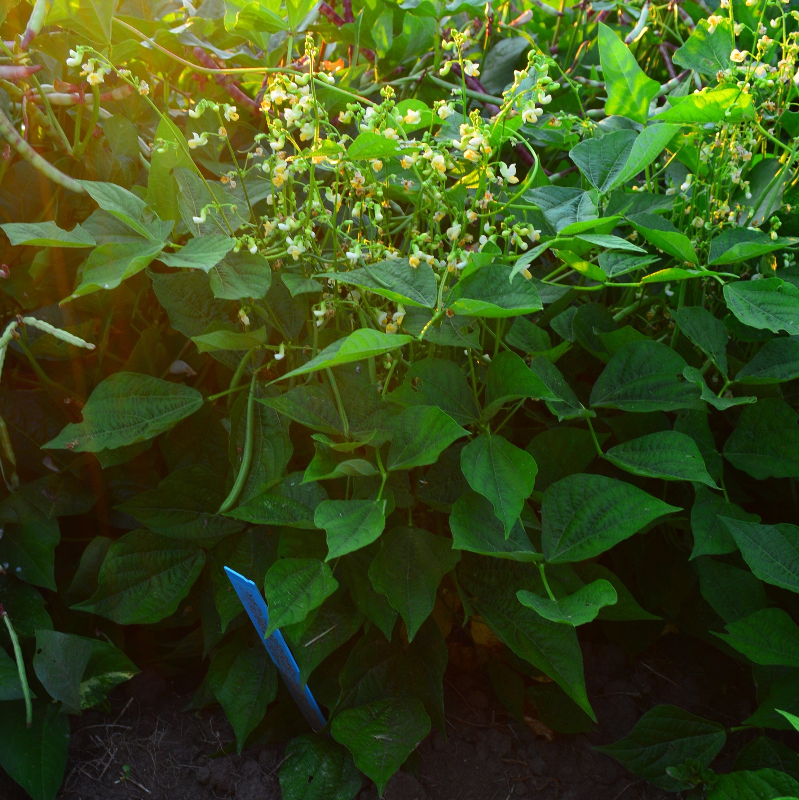 Mascotte Snap Green Bean Seeds