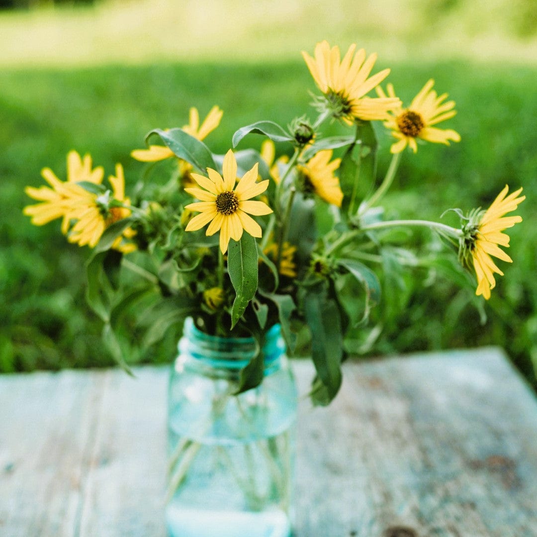 Maximilian Sunflower Seeds