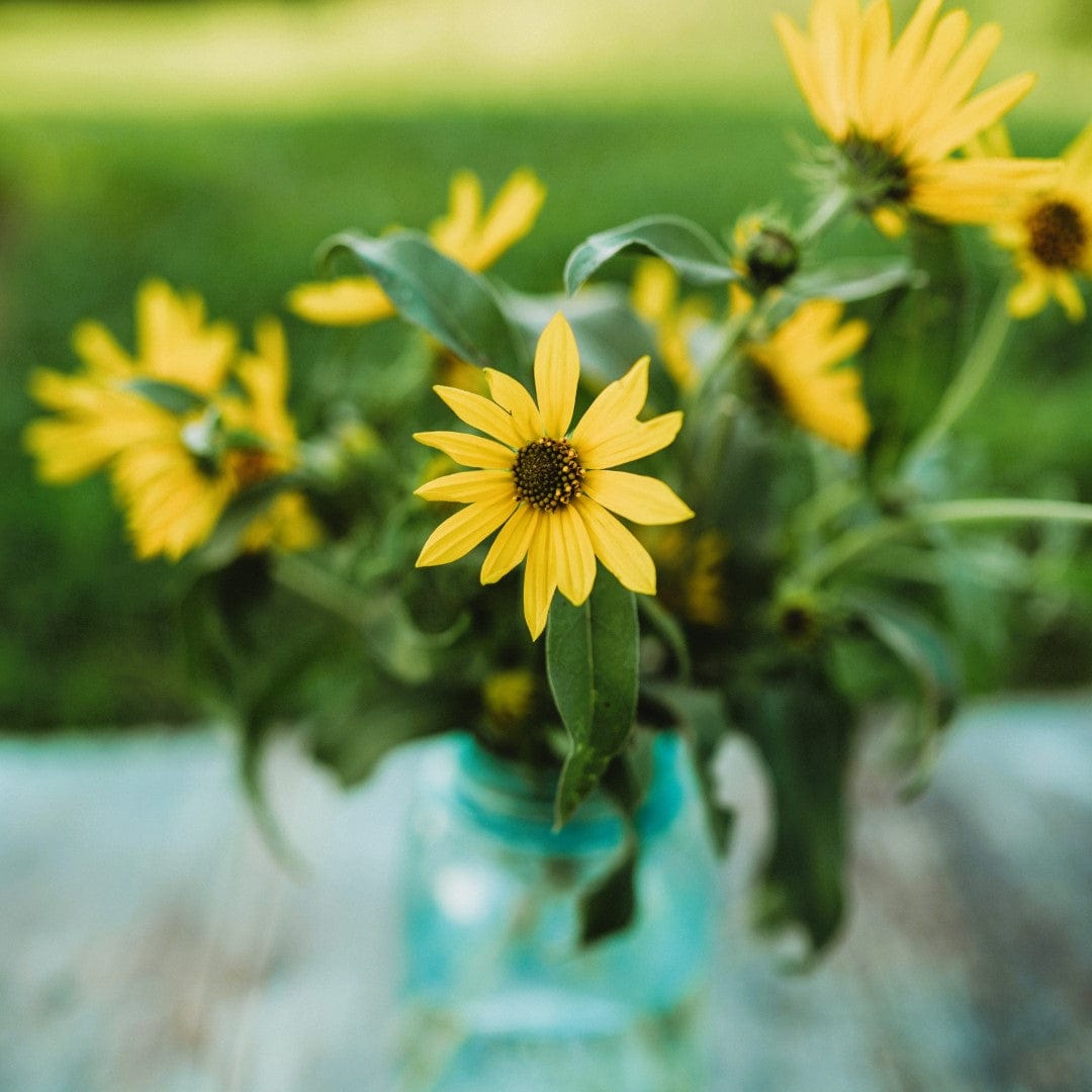 Maximilian Sunflower Seeds