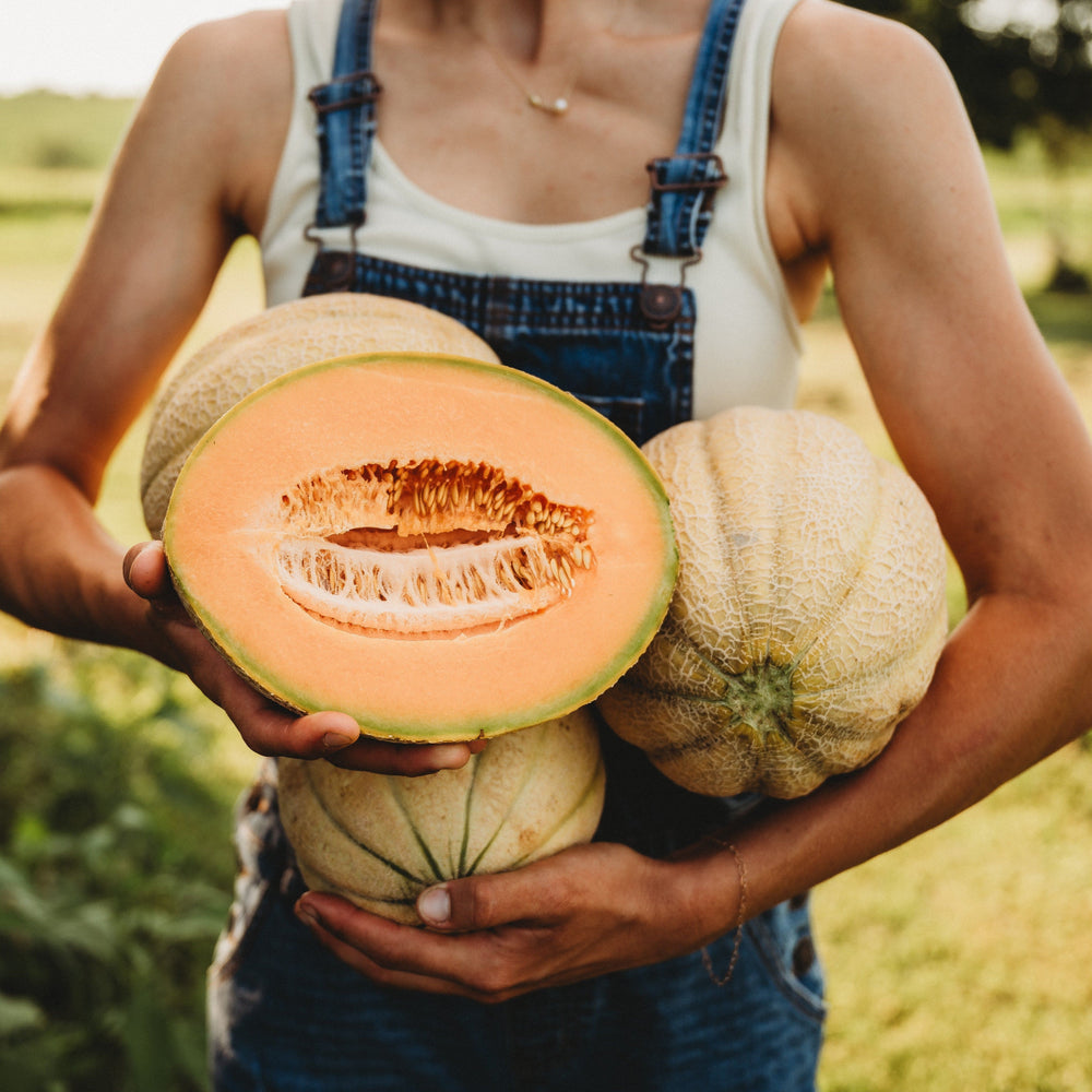 Melone di Toscana Tuscan Cantaloupe