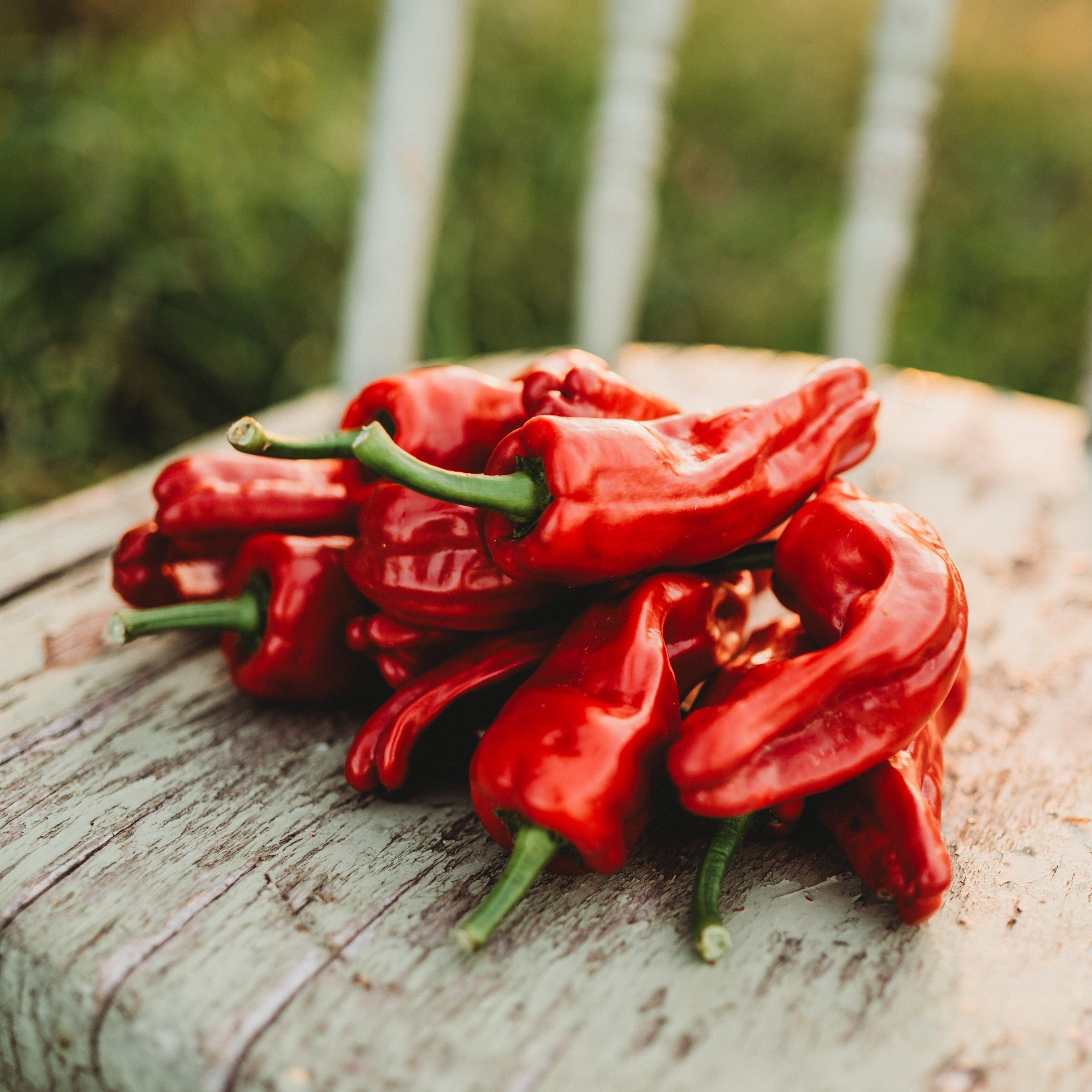 Melrose Pepper - Thresh Seed Co.